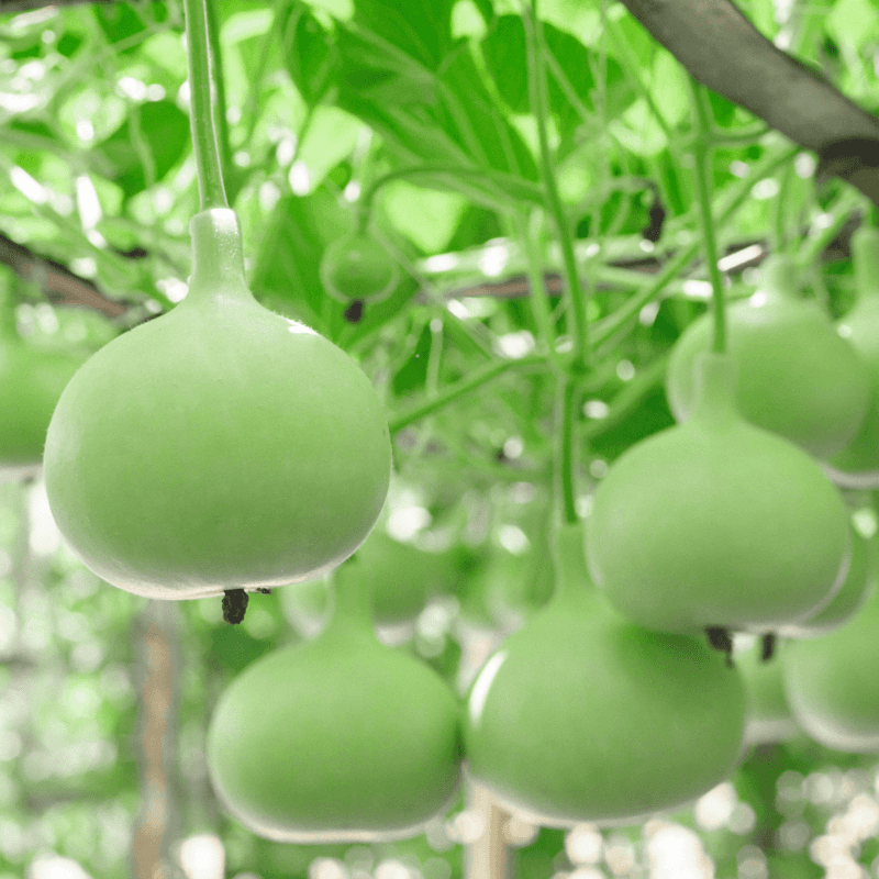 Bottle gourd Lattu Seeds