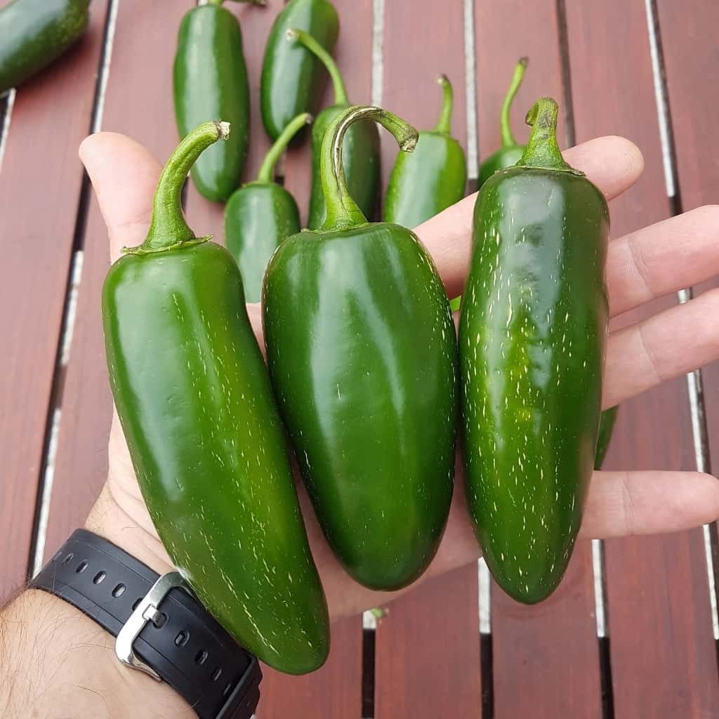 Hot pepper Jalapeno Giant Seeds