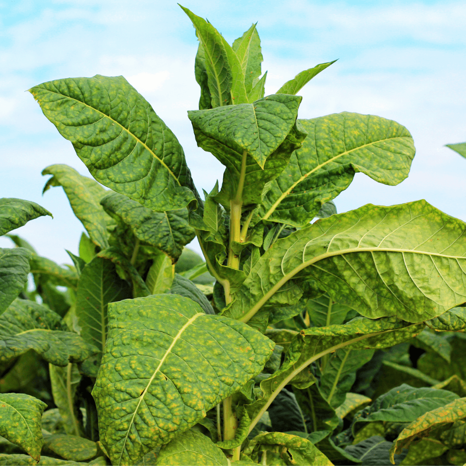 Tobacco Mnogolistny (Multi - leaf) Seeds