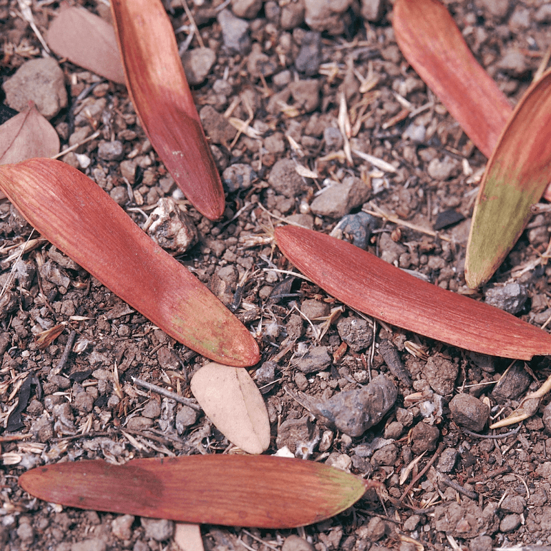 Anjan, Hardwickia binata Seeds