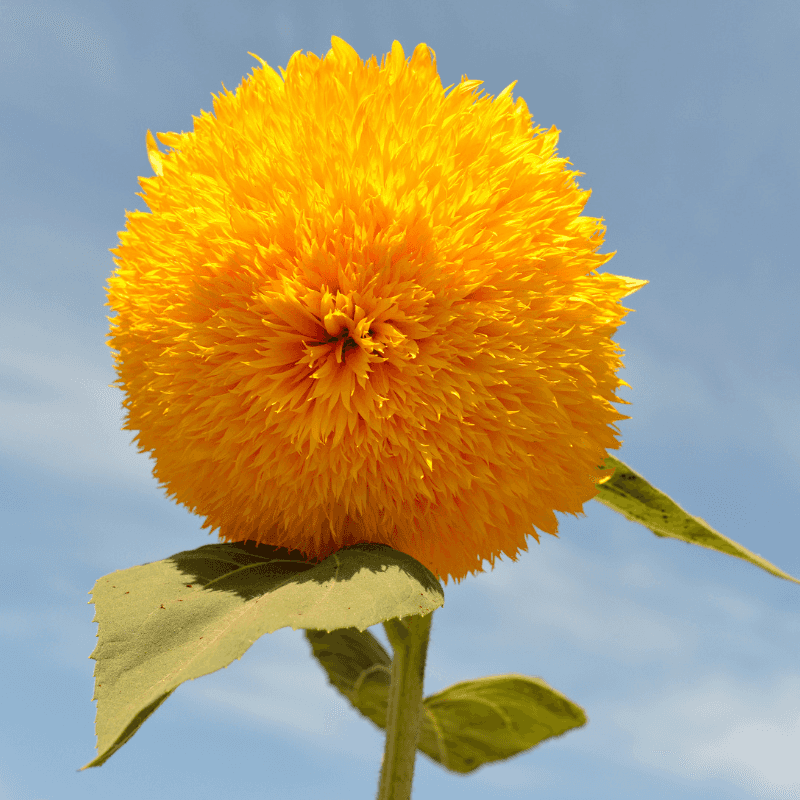 Dwarf Sungold (Teddy Bear) Sunflower Seeds