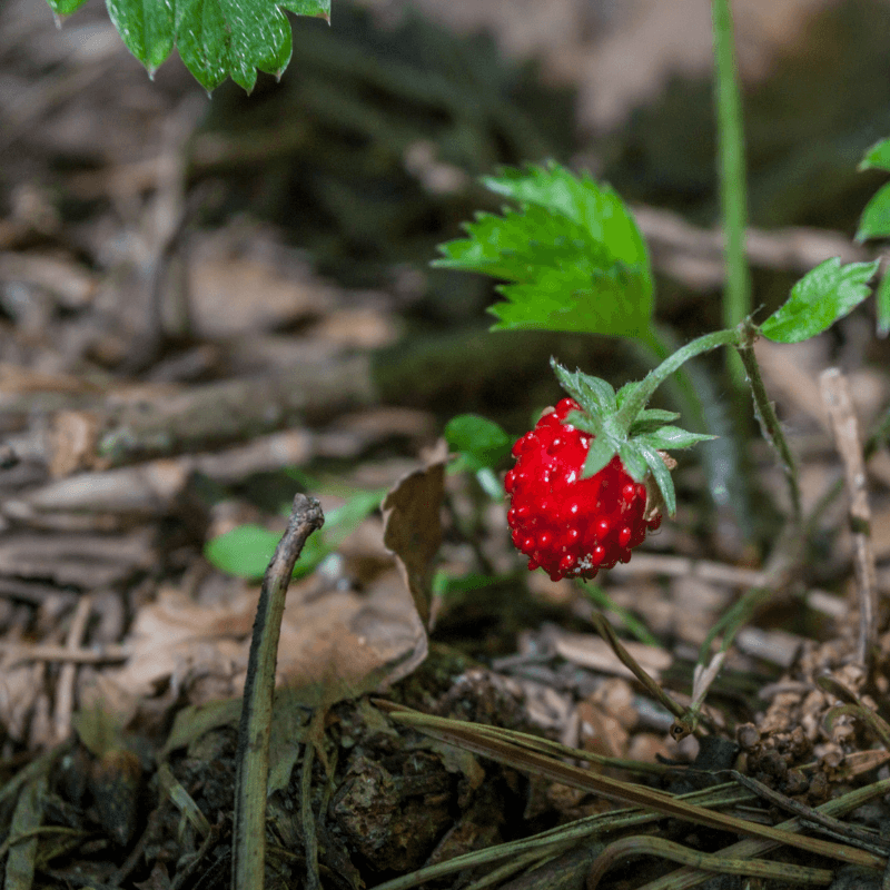 Indian Mock Strawberry Seeds (Potentilla indica)