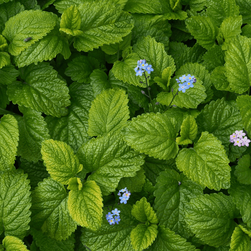 Herb and Spice Seeds seed collection