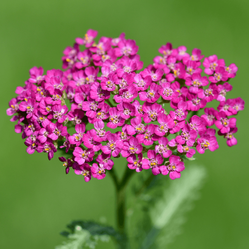 Yarrow pink and white Seeds