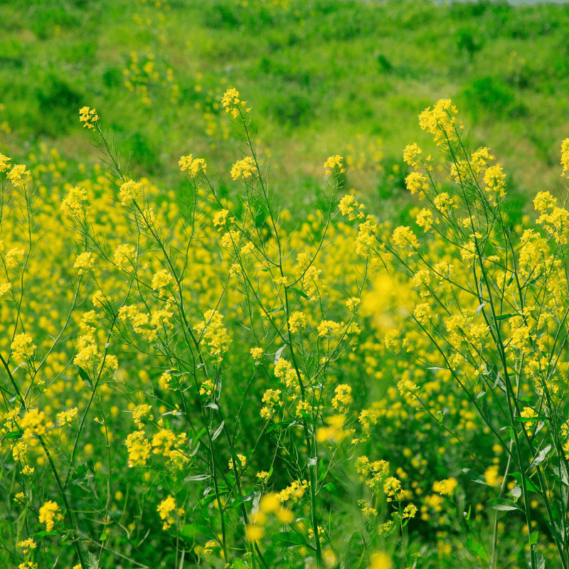 Brown mustard Seeds