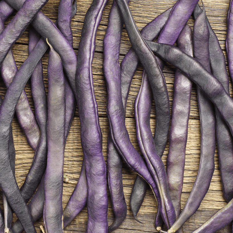 Purple Pod Beans, Fiery Violet Pods Seeds