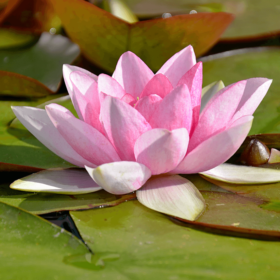 Aquatic Plant Seeds seed collection