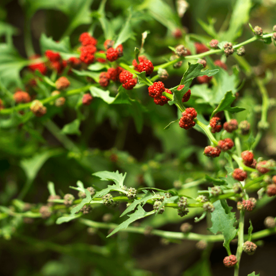 Strawberry Spinach seeds agrotechnic growing guide