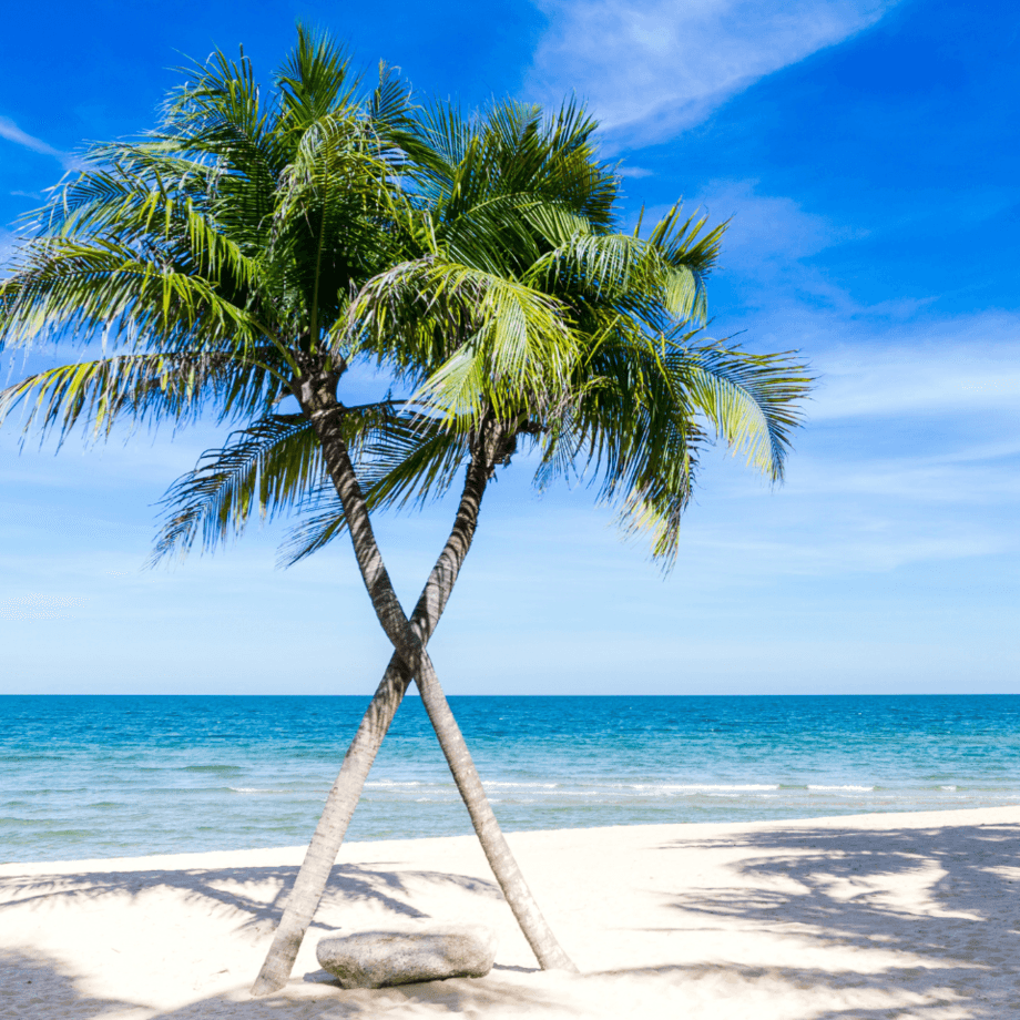 Palm seeds growing guide
