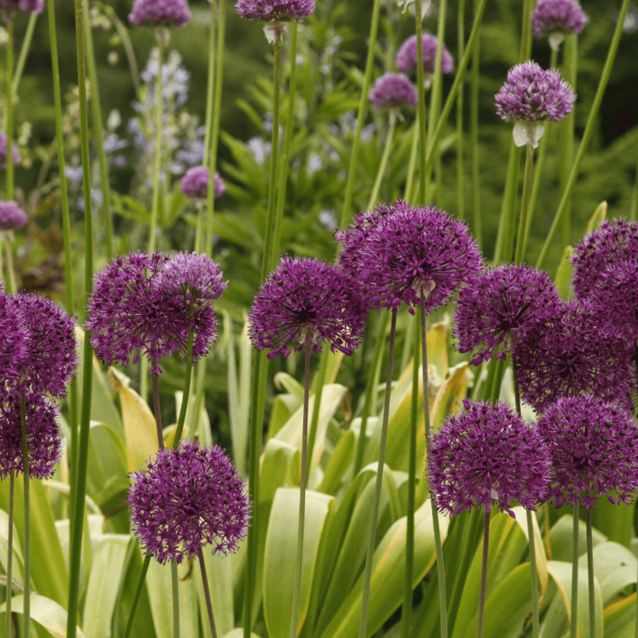 Allium seeds agrotechnic growing guide