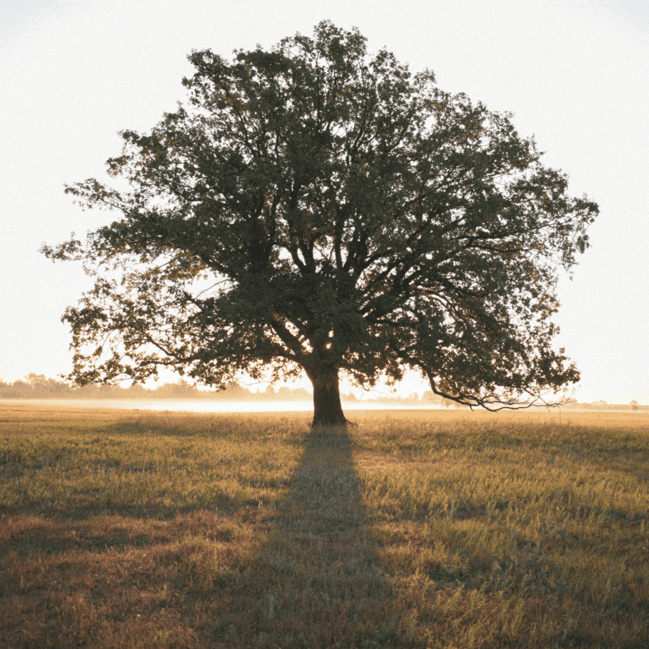 Rudraksha seeds agrotechnic growing guide