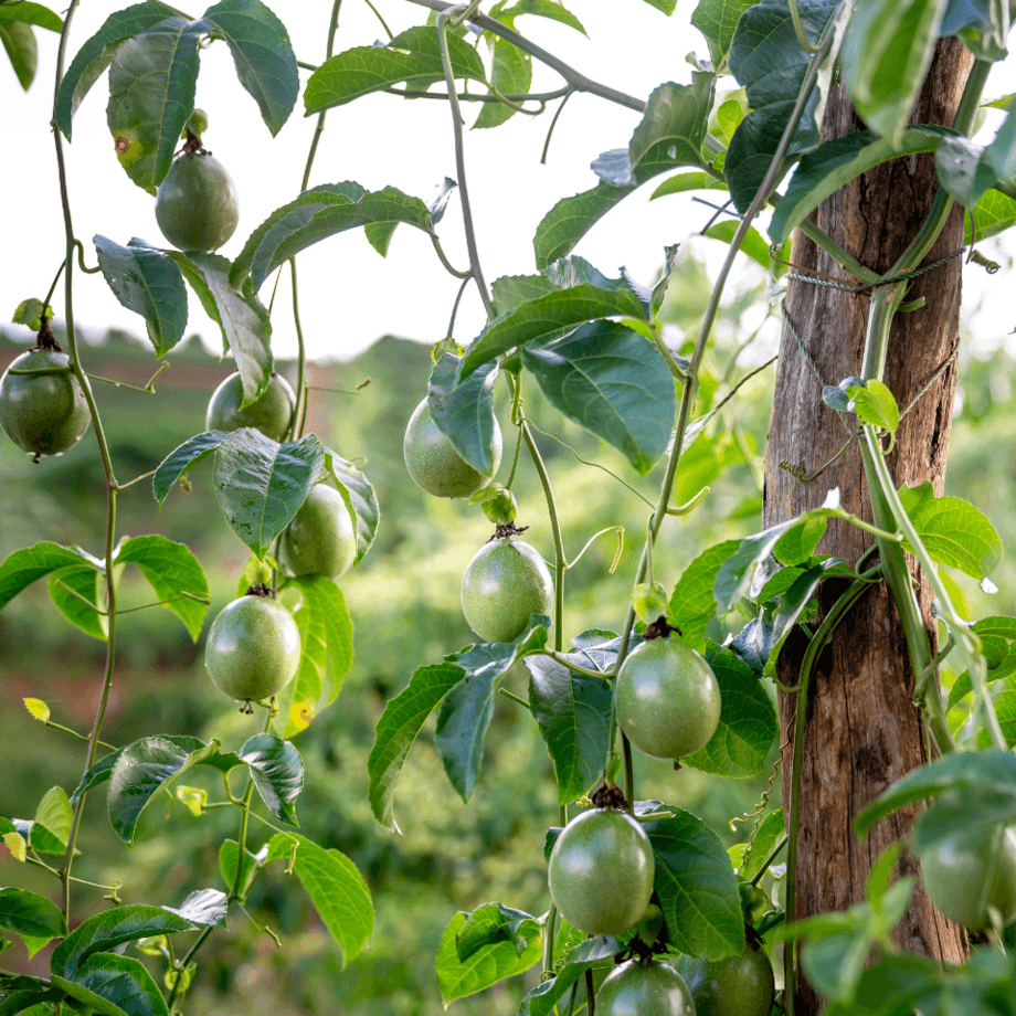 Passion fruit seeds agrotechnic growing guide