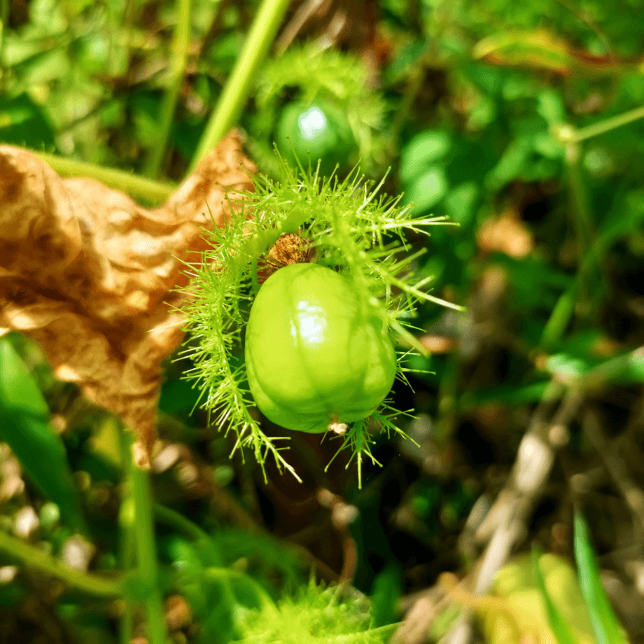 Passionflower seeds agrotechnic growing guide