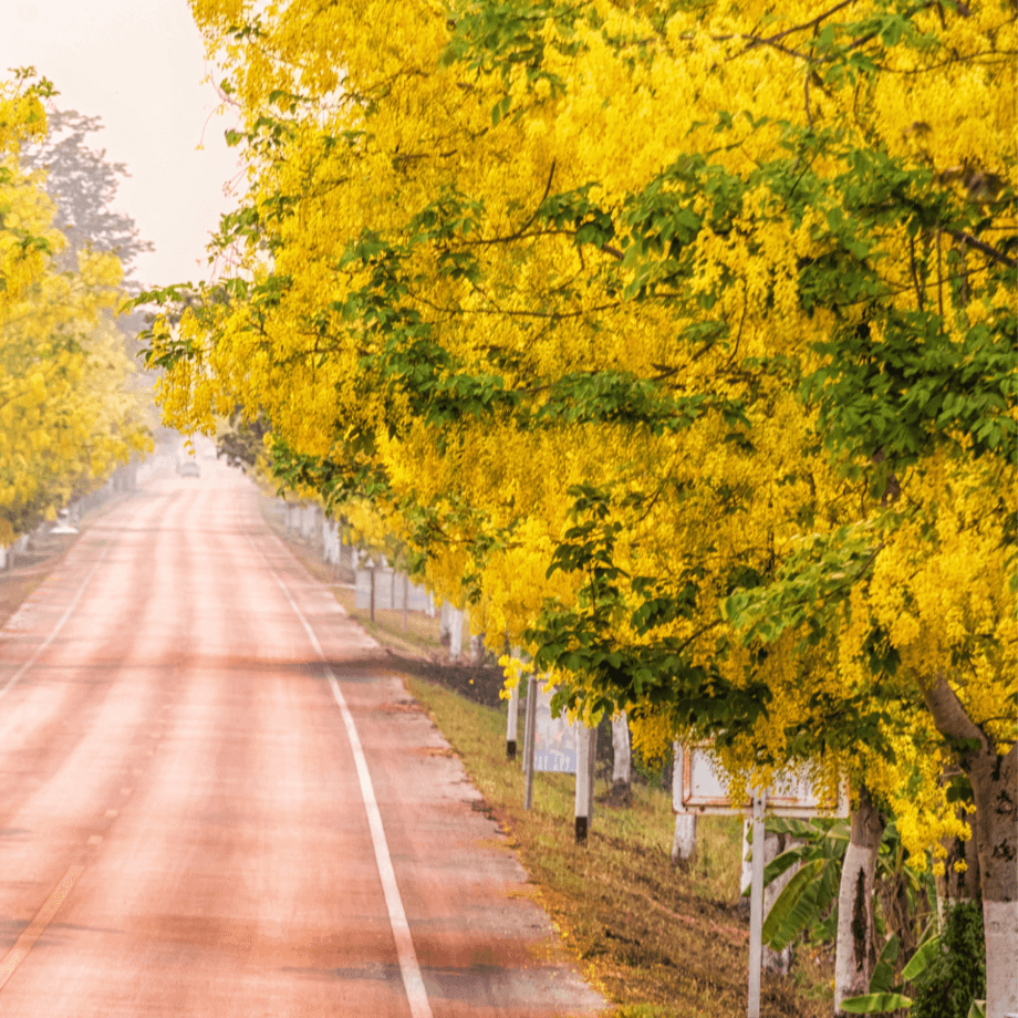 Cassia seeds agrotechnic growing guide