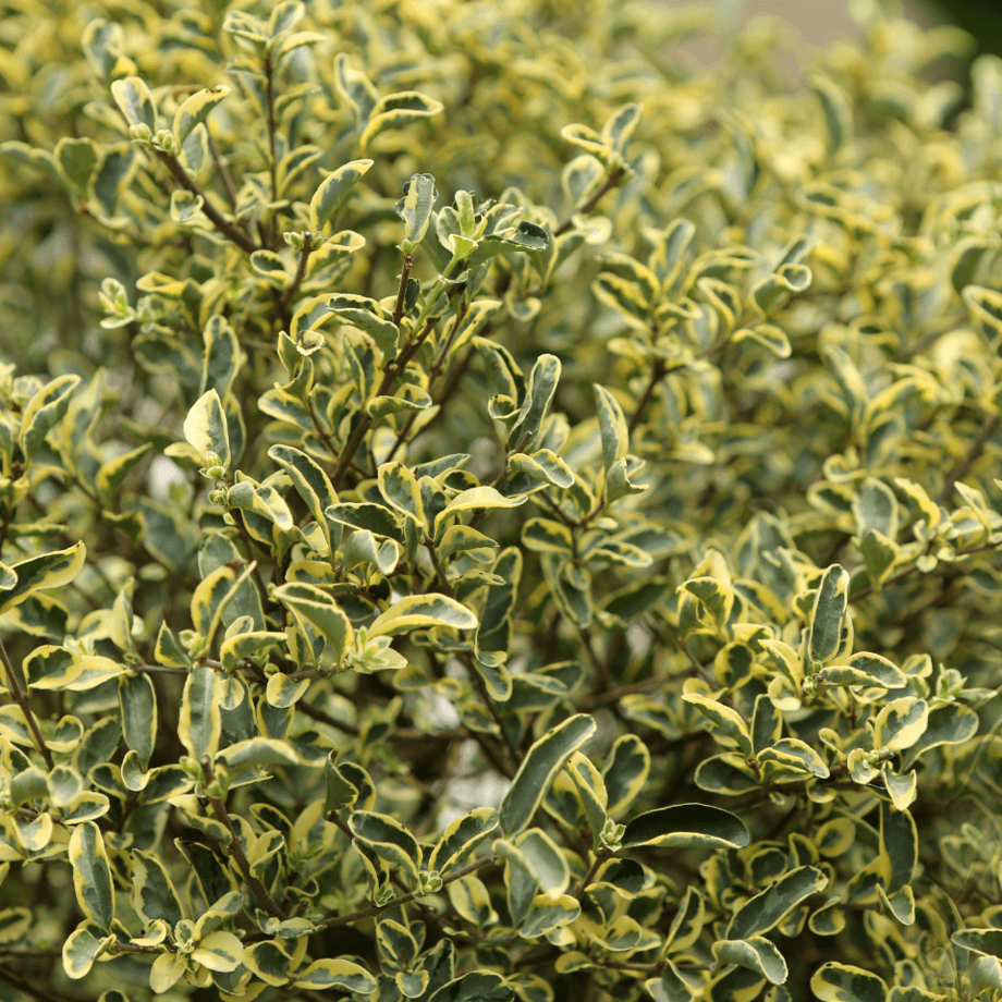 Legustrum seeds agrotechnic growing guide