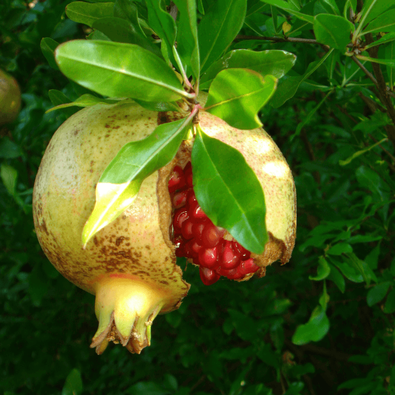 Pomegranate seeds growing guide