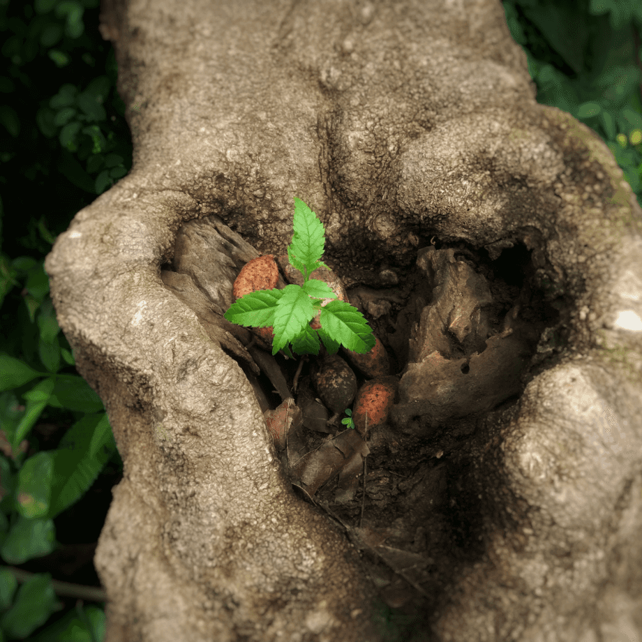 Pongamia pinnata seeds agrotechnic growing guide
