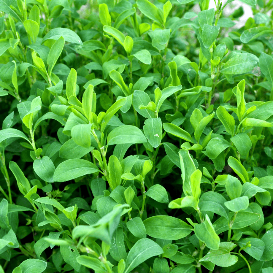 Polygonum aviculare seeds agrotechnic growing guide