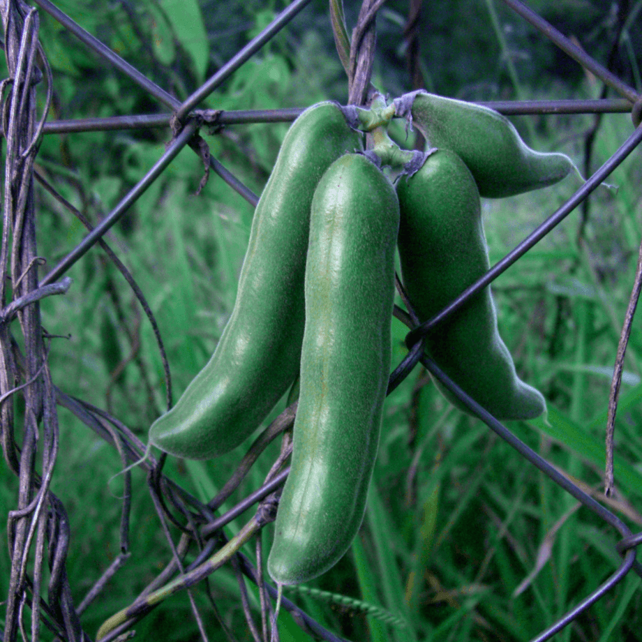 Mucuna pruriens seeds agrotechnic growing guide