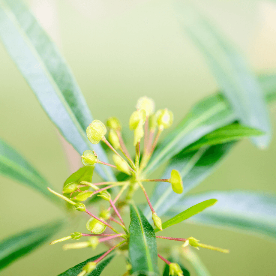 Dodonaea seeds agrotechnic growing guide