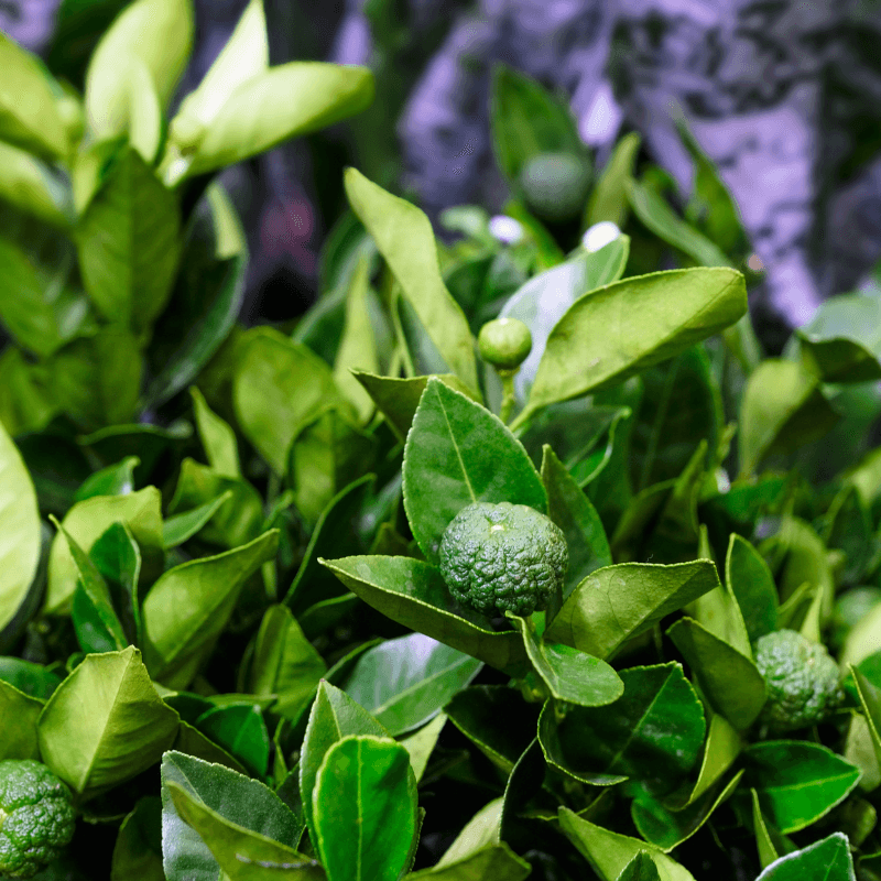Lime seeds growing guide
