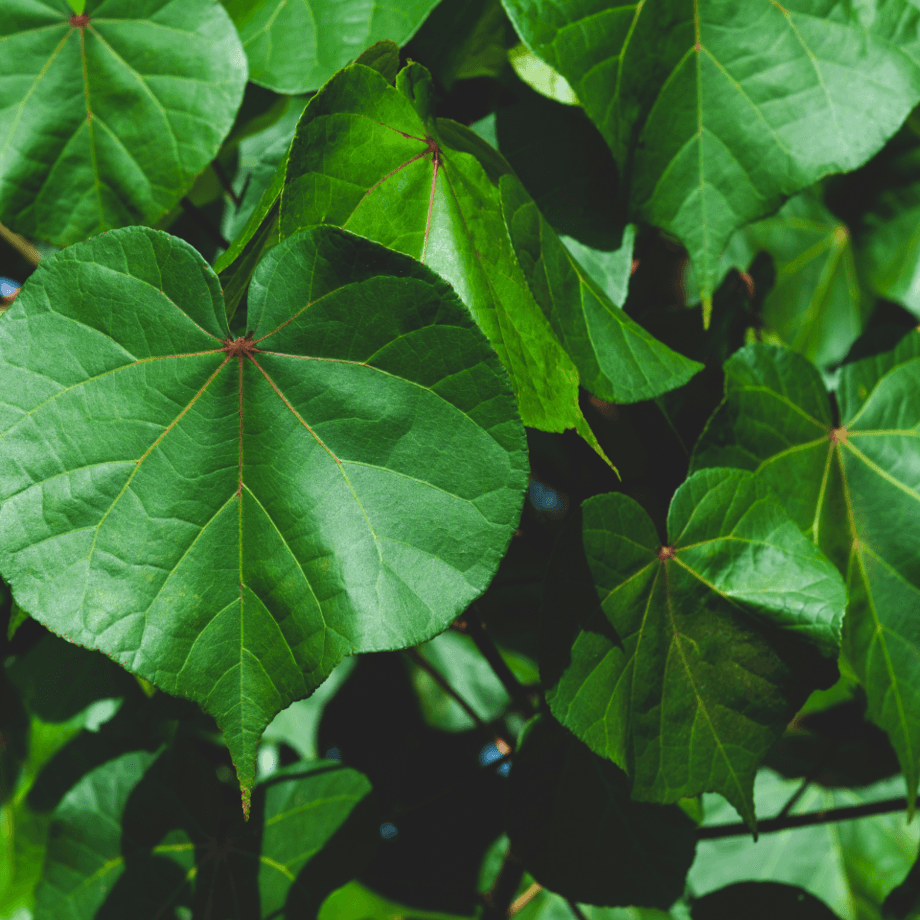 Thespesia seeds agrotechnic growing guide