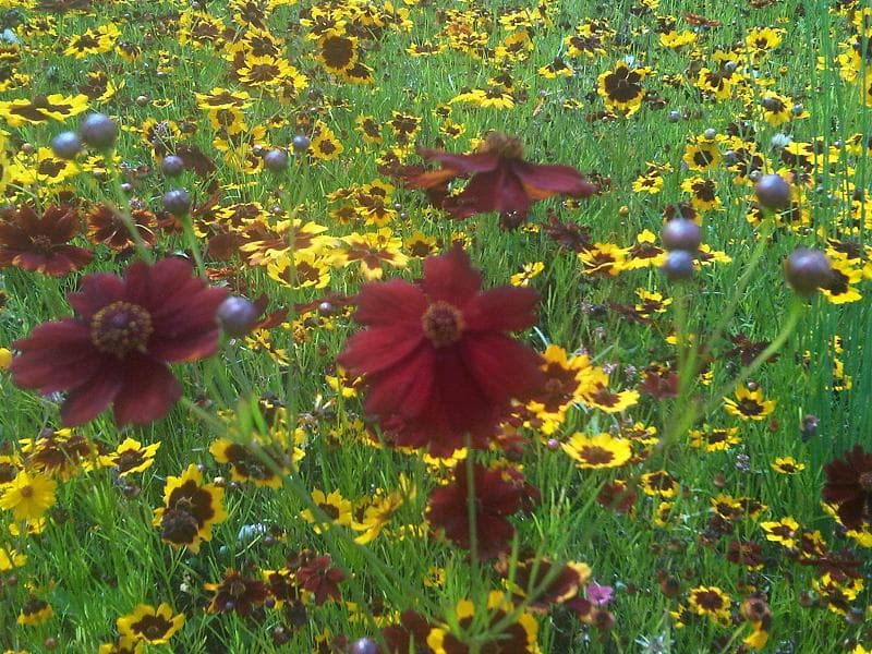 Reference image for Coreopsis tinctoria