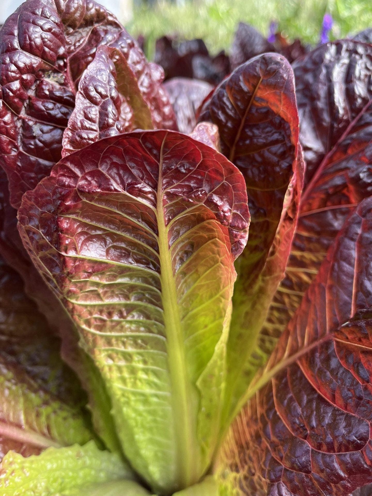 Red Romaine Lettuce Seeds