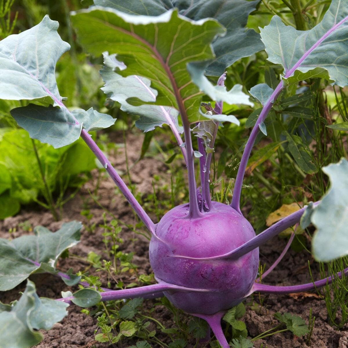 Purple Kohlrabi Seeds