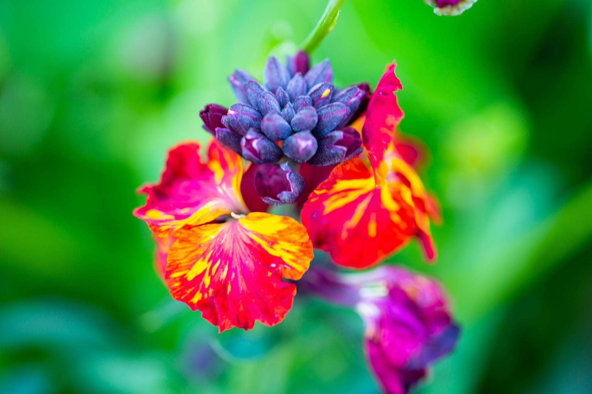 Cheiranthus cheiri, English wallflower mix Seeds