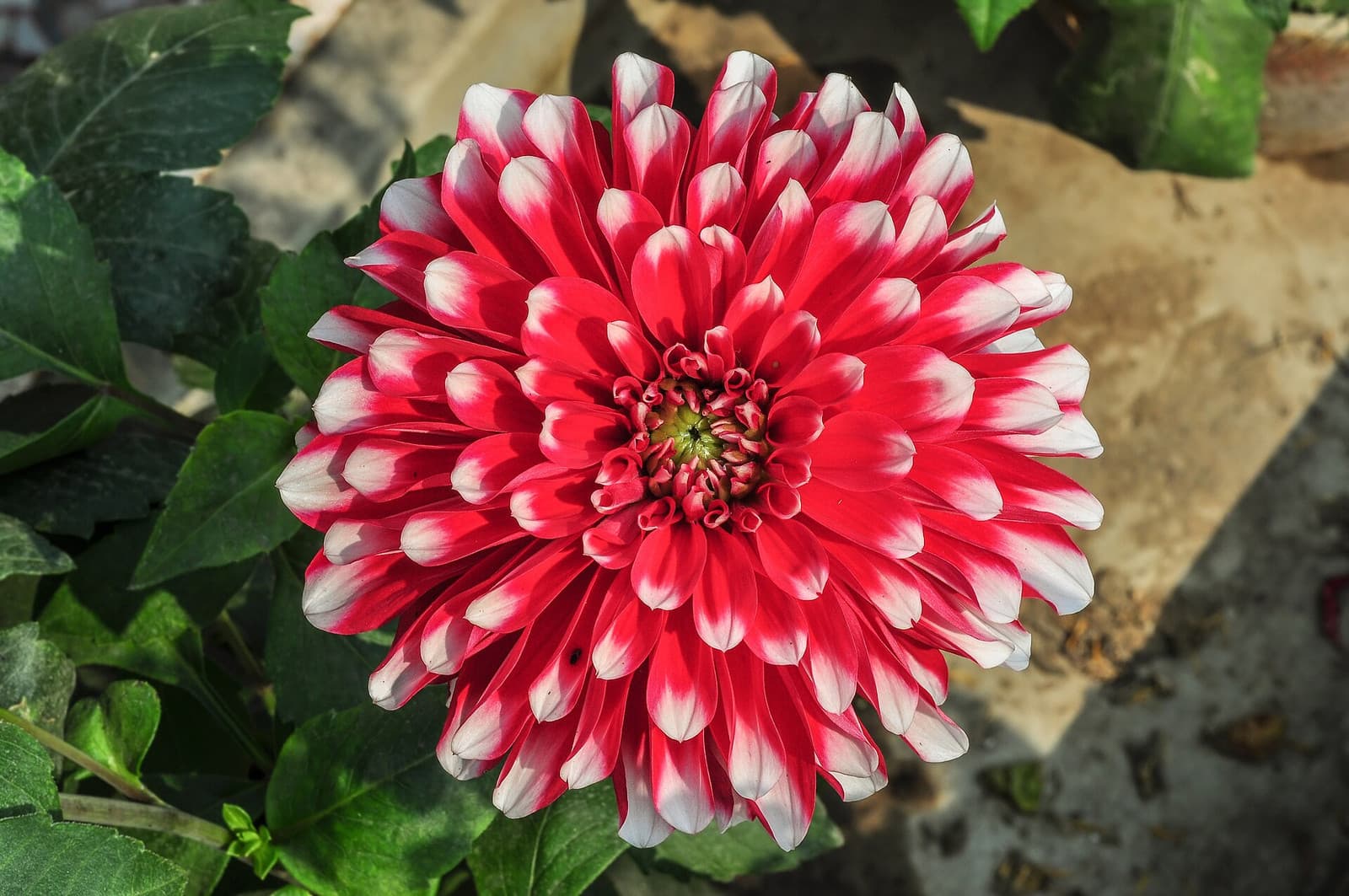 Reference image for Dahlia