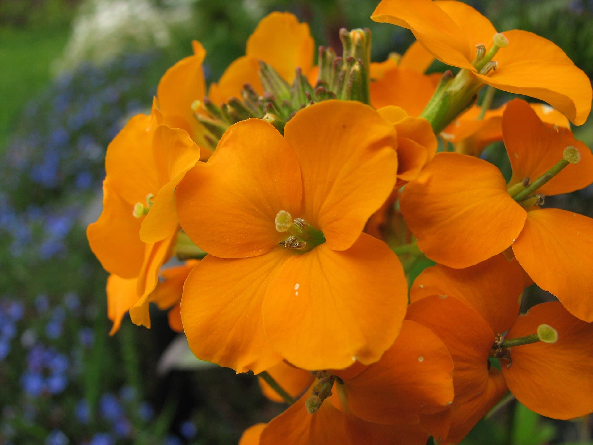 Reference image for Erysimum × cheiri