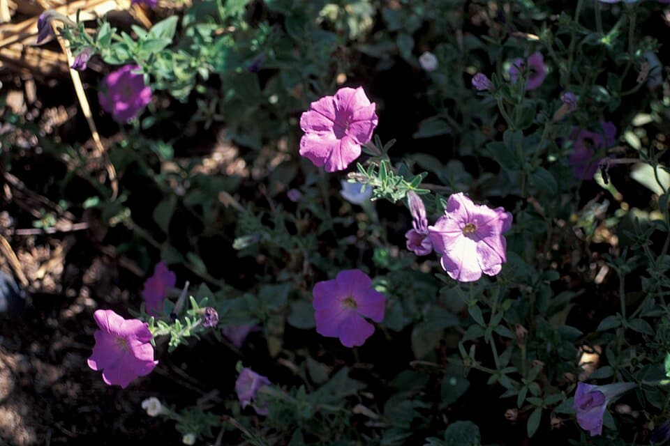 Reference image for Petunia
