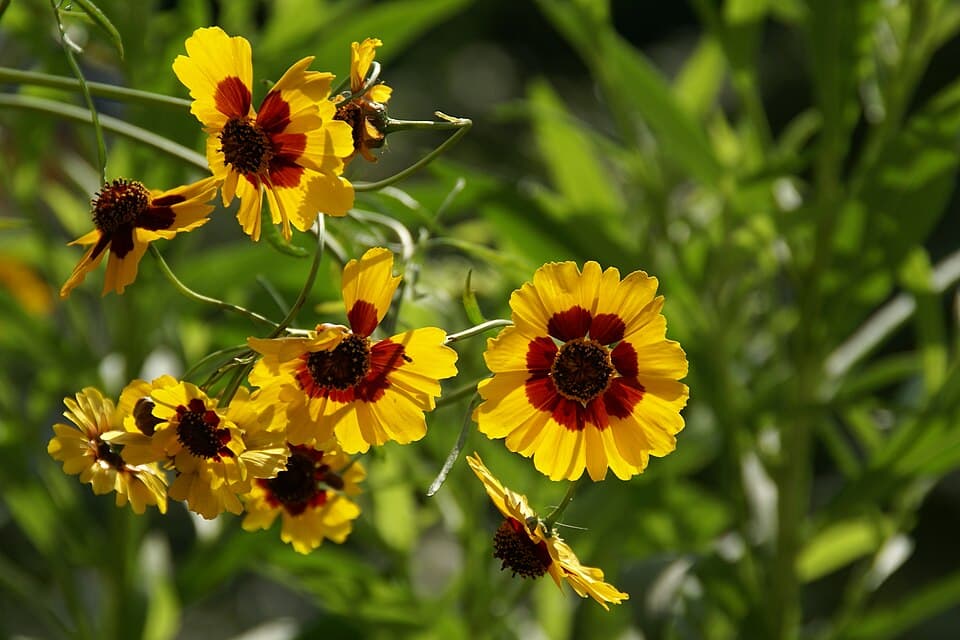 Reference image for Coreopsis tinctoria