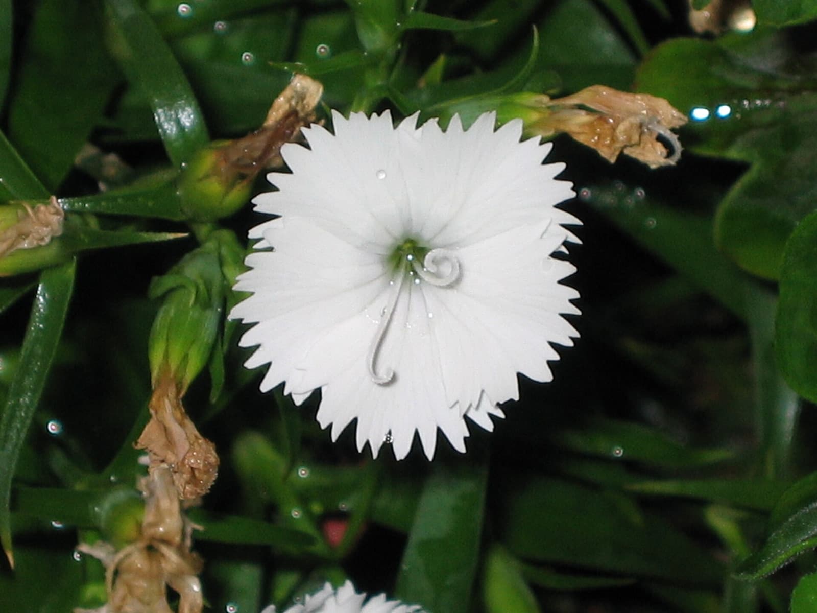 Reference image for Dianthus chinensis