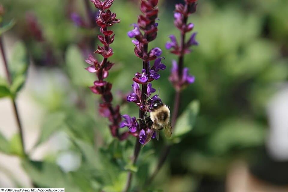 Reference image for Salvia nemorosa