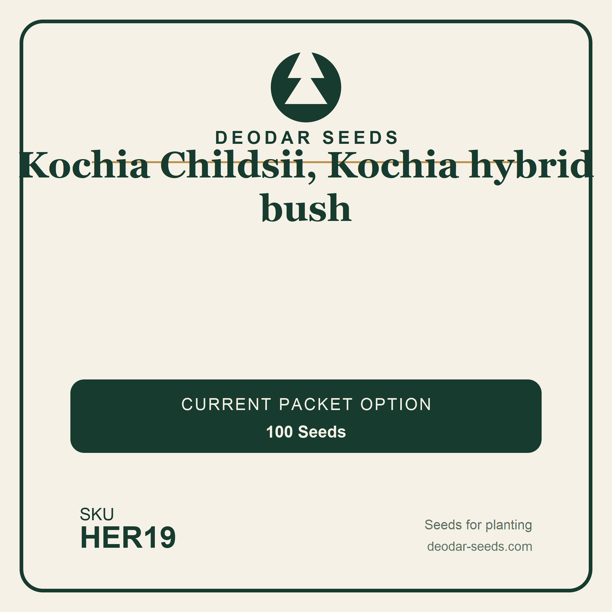 Kochia Childsii, Kochia hybrid bush Seeds