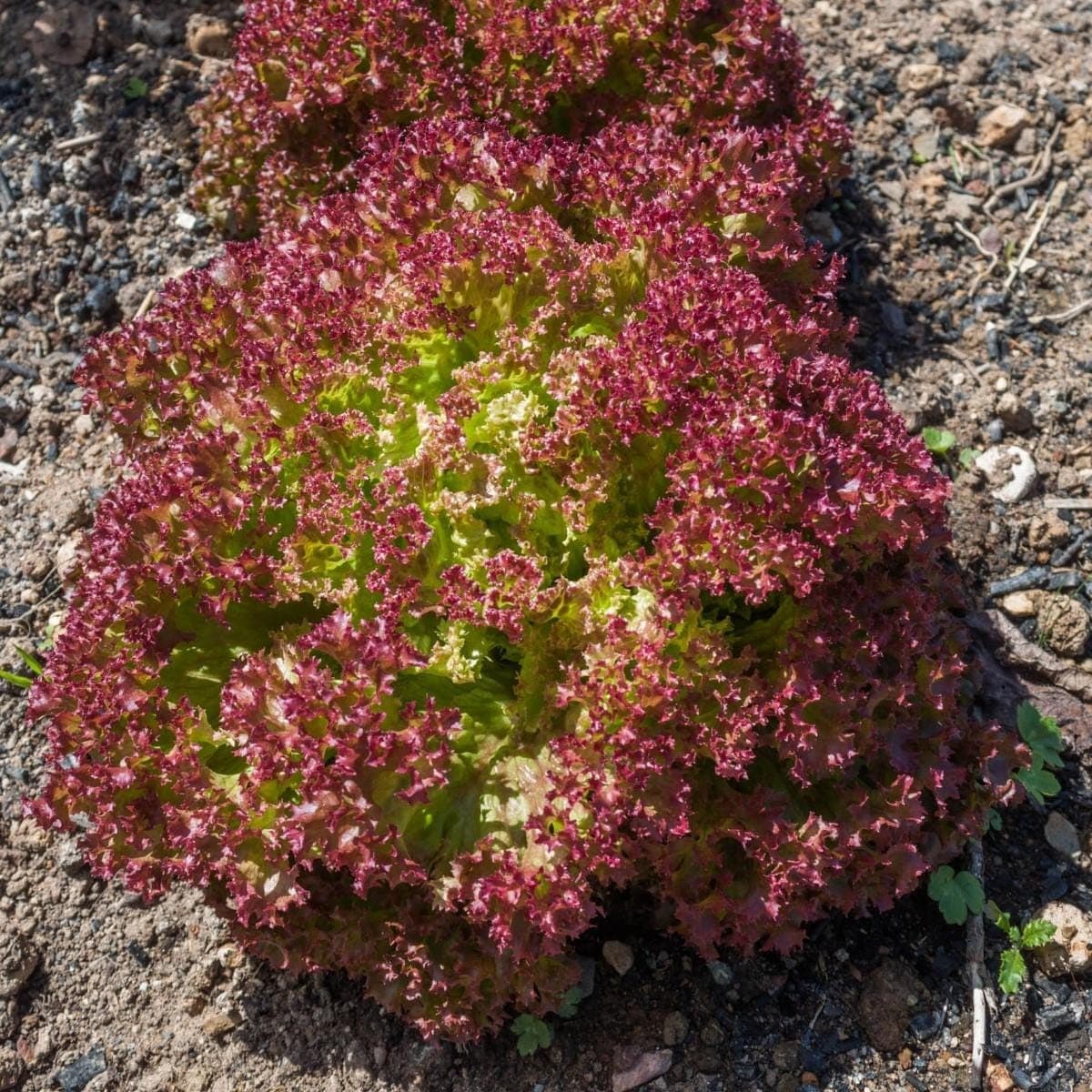 Lollo Rossa Red Leaf Lettuce Seeds