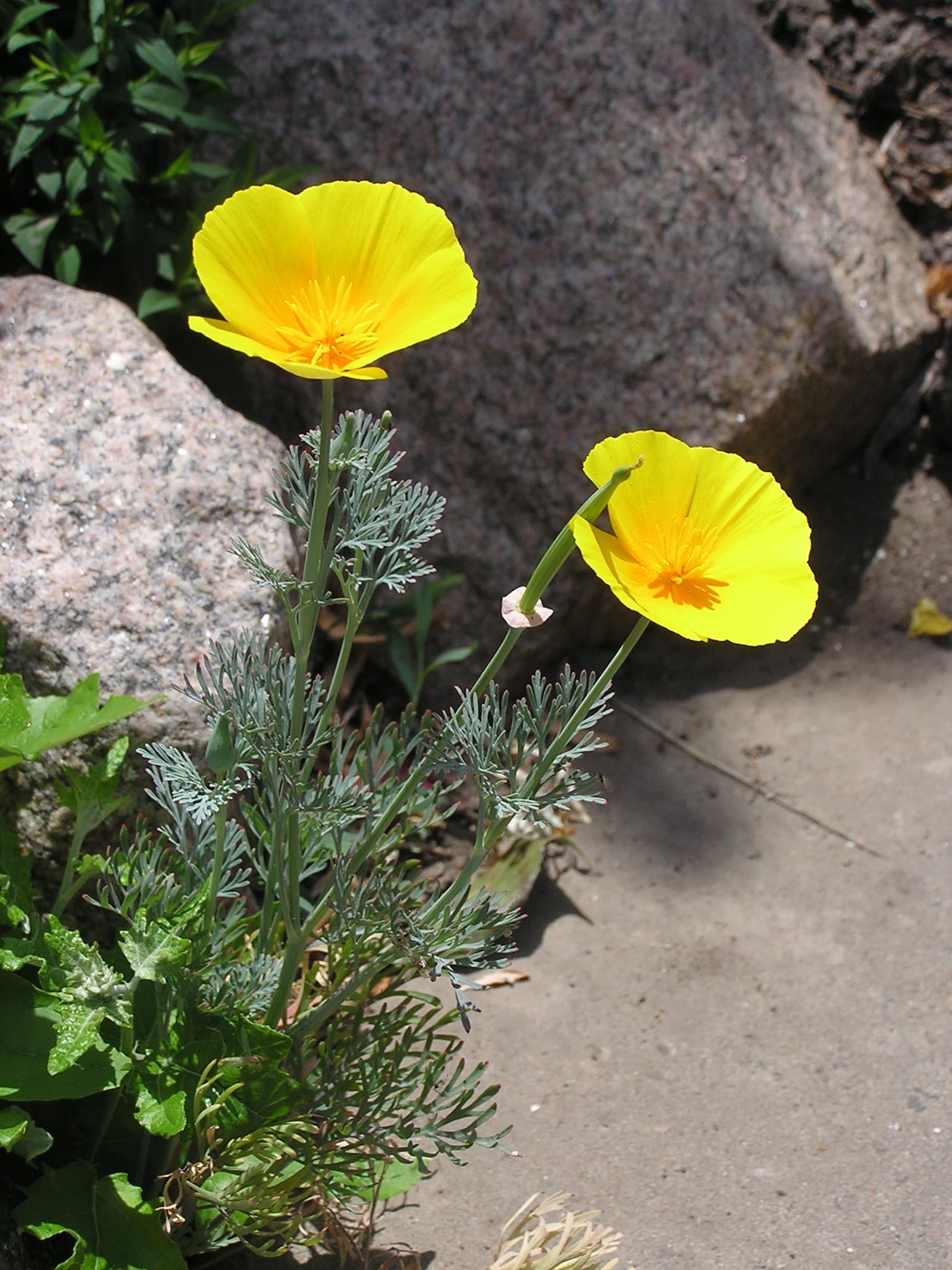 Reference image for Eschscholzia