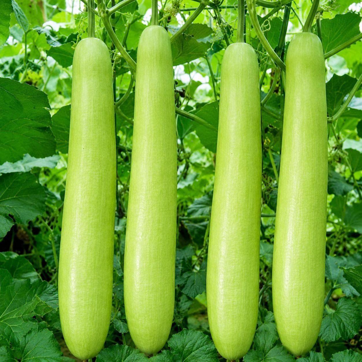 Bottle gourd melon long Durgesh Gutka Seeds