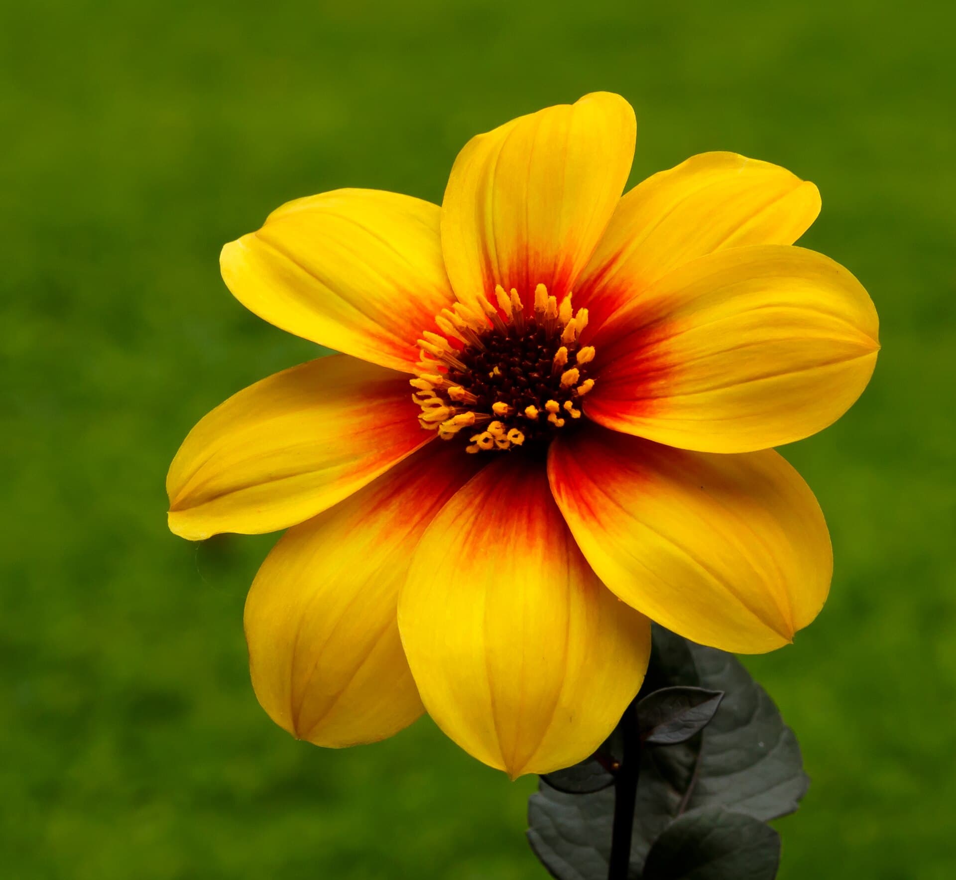 Reference image for Dahlia