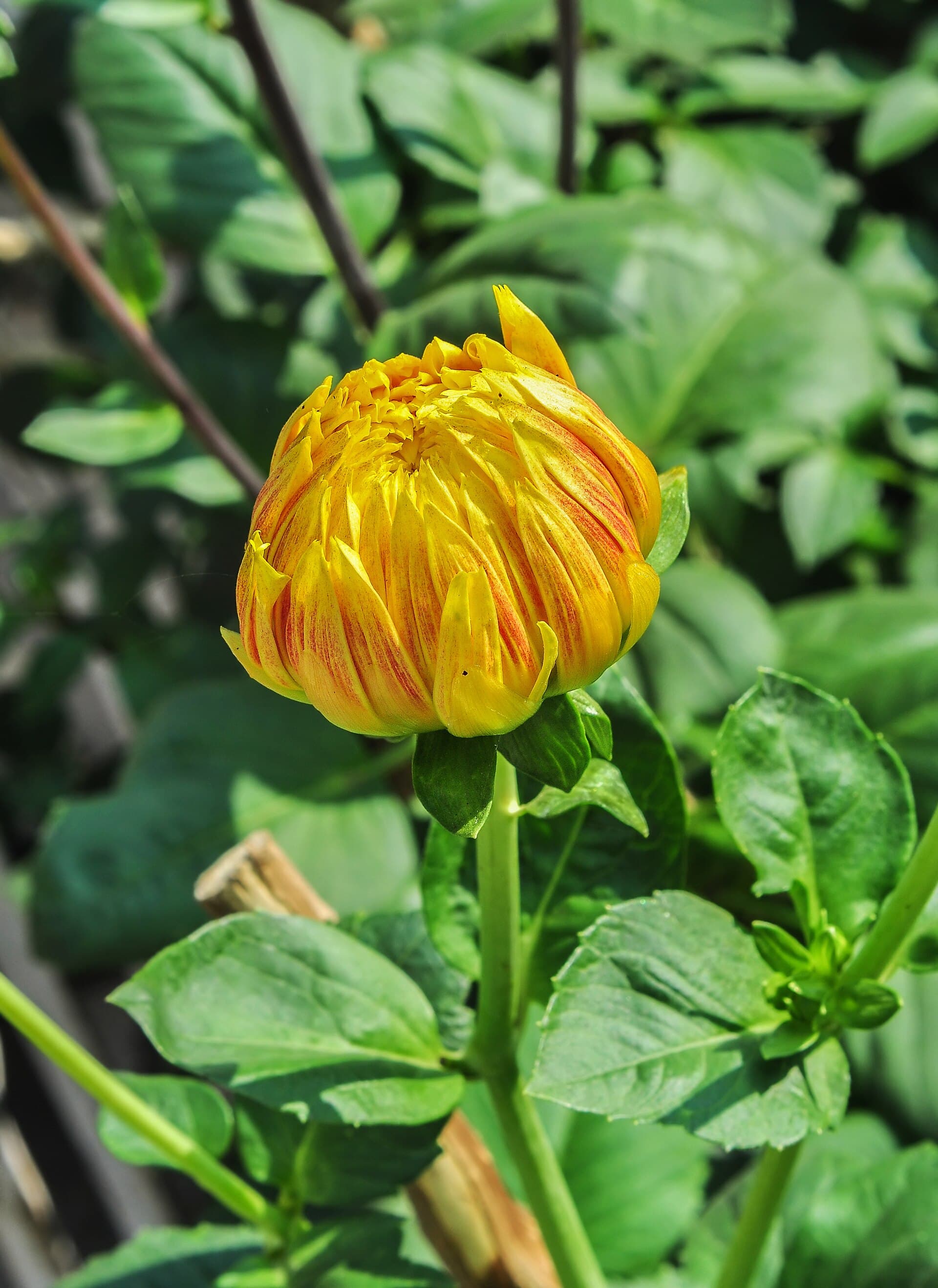Reference image for Dahlia