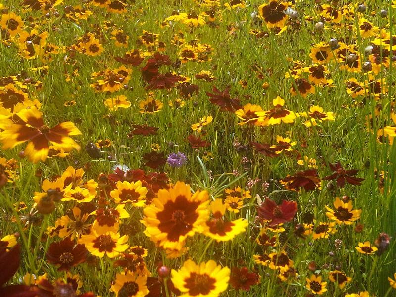 Reference image for Coreopsis tinctoria