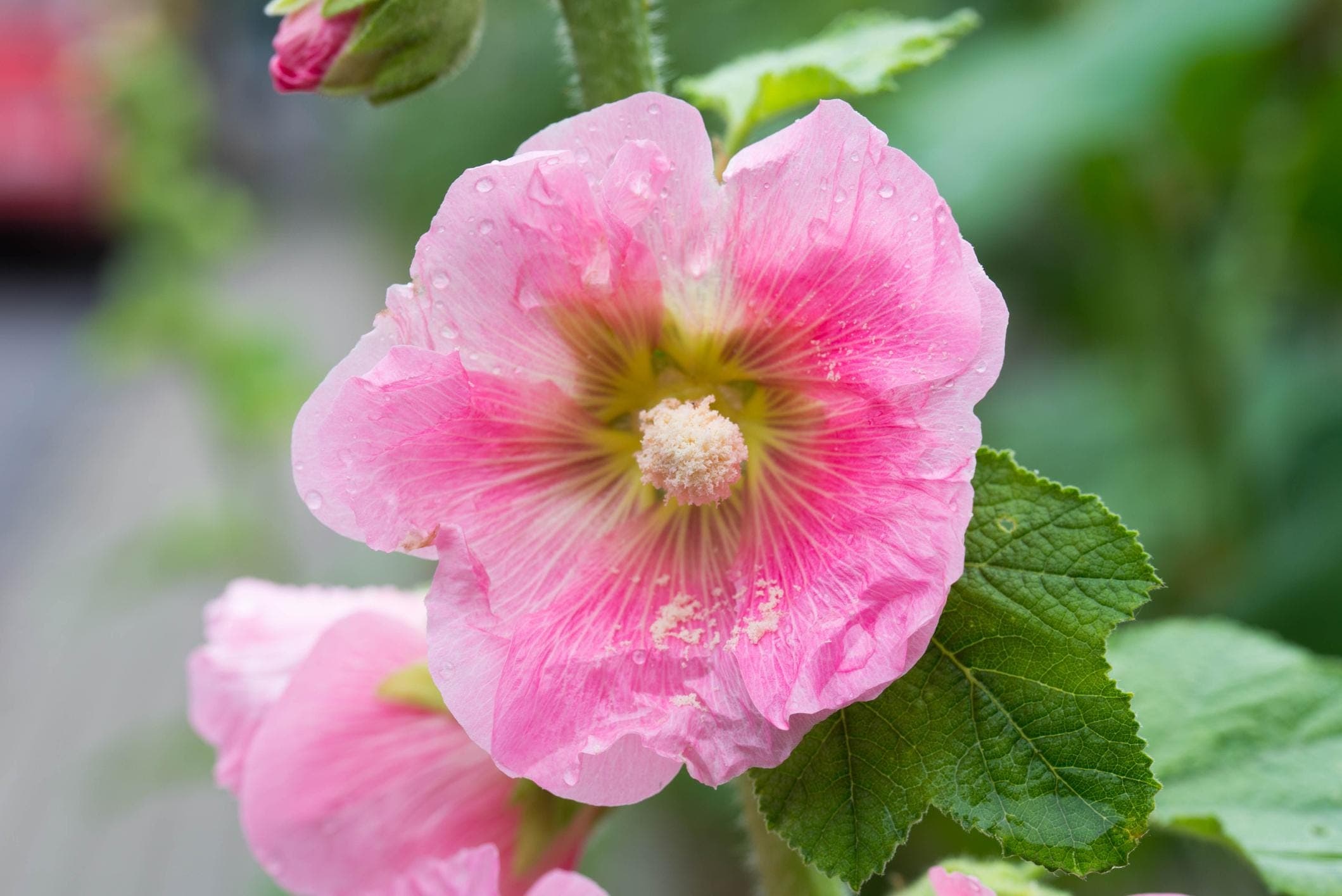 Hollyhock Dwarf mix Seeds