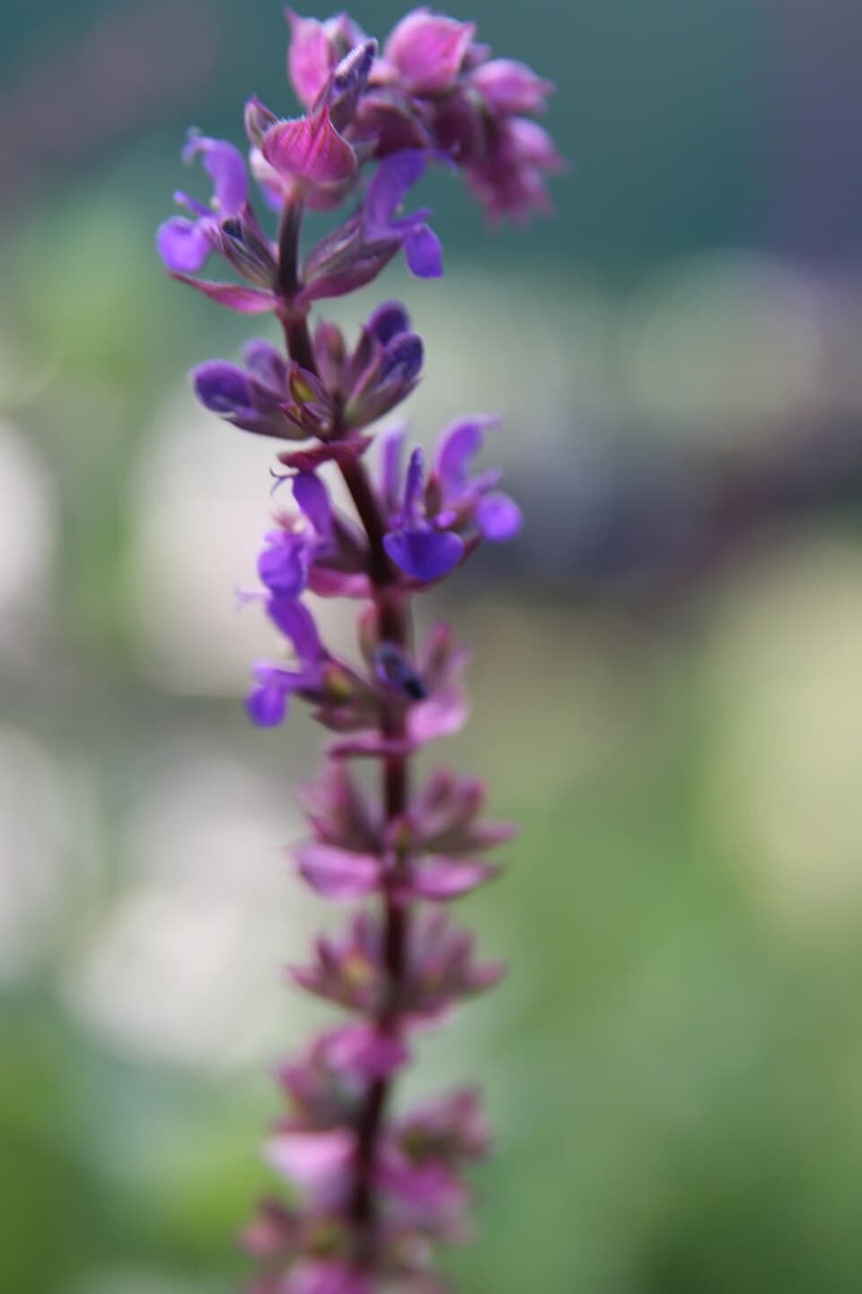 Reference image for Salvia nemorosa