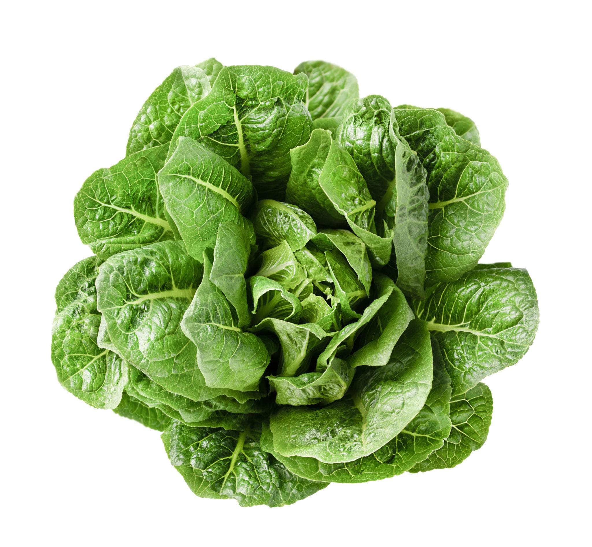 Green Romaine Lettuce Seeds