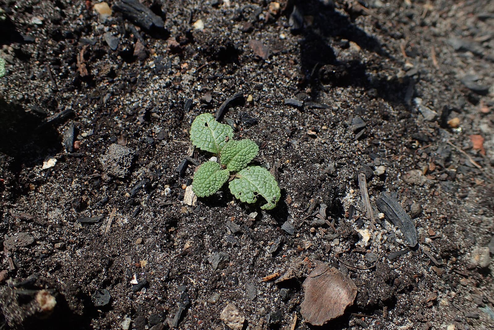 Reference image for Salvia nemorosa