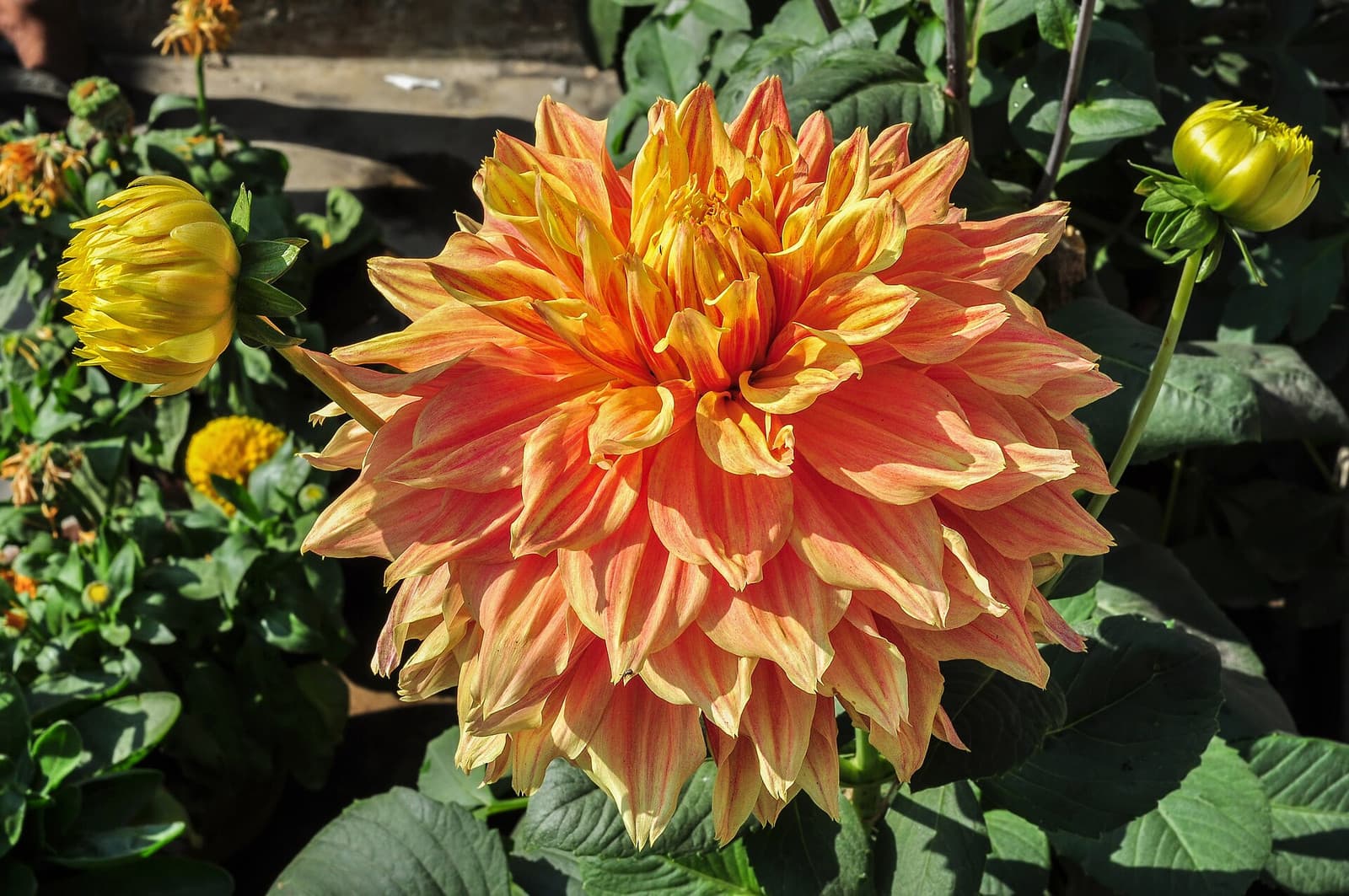 Reference image for Dahlia