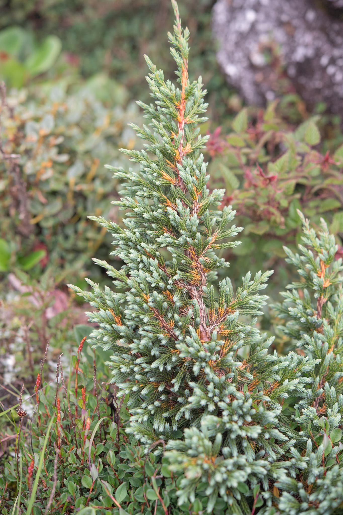 Reference image for Juniperus indica