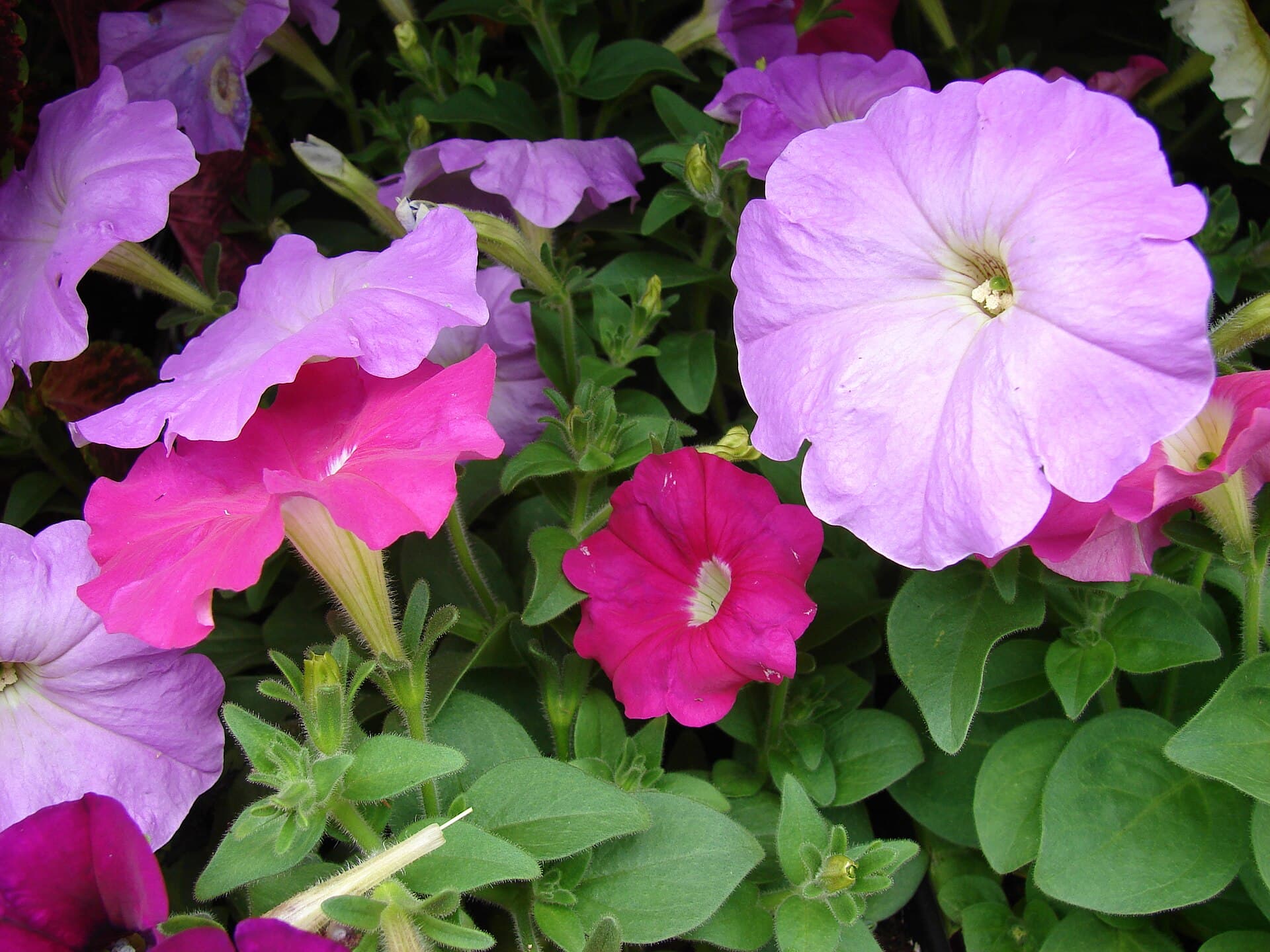 Reference image for Petunia